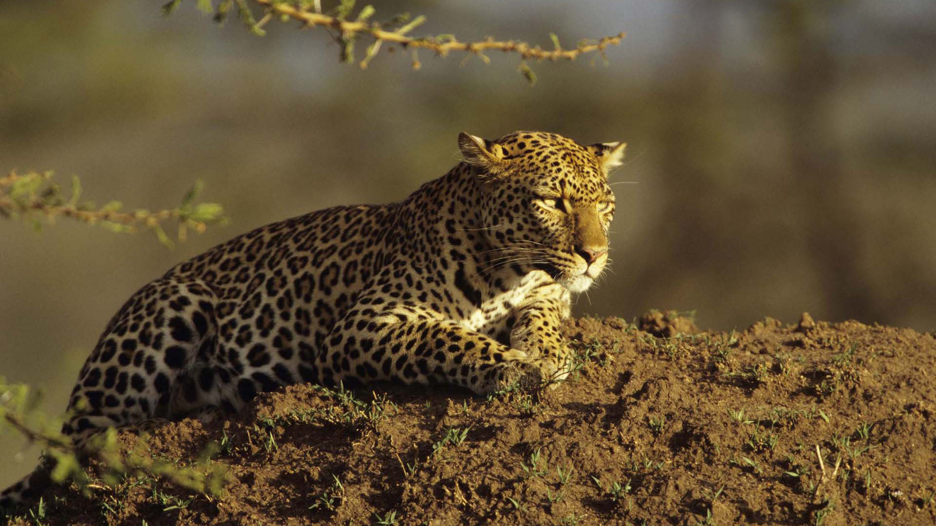 Asistencia al Viajero en África